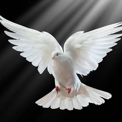 Tamilnadu pigeon lovers 🕊️(❤️GOOD LUCK PETS MADURAI❤️)
