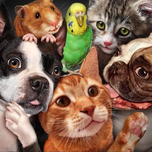 Pets Buy and Sell Kerala 🤝