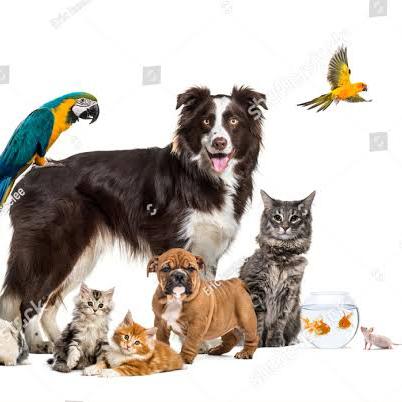 ALL ANIMAL SALES 🐕‍🦺🐐🐄🐈🦜🐓🐰🐠🕊️