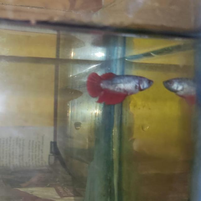 Nanban aquarium