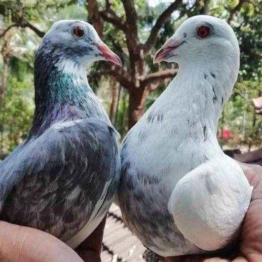 Parava sale group