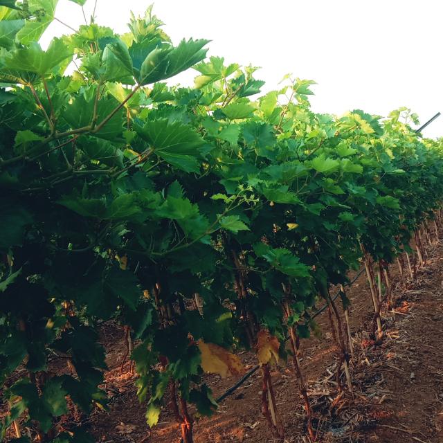 🍇 GREPES FARMING