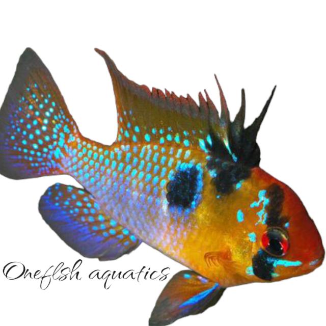 𝙾𝚗𝚎𝚏𝚒𝚜𝚑  𝙰𝚚𝚞𝚊𝚝𝚒𝚌𝚜