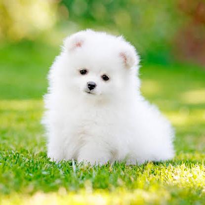 Pet lovers order only 🐶