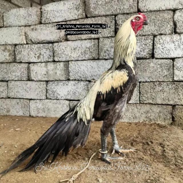 sri_krishna_peruvidai_farm_🐤