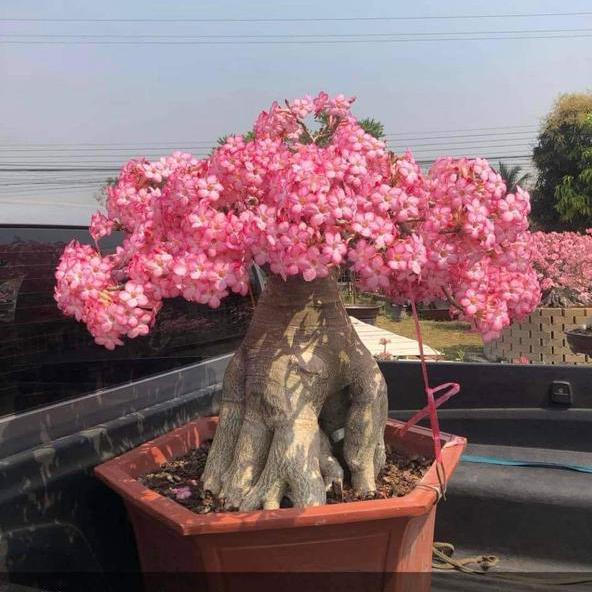 Eternal Blooms Pathanapuram🌷