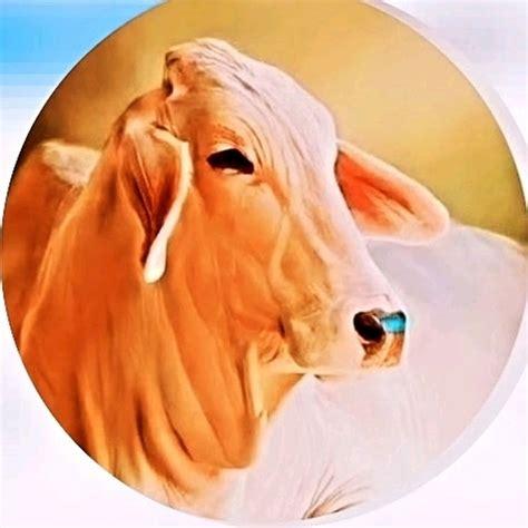 गौ रक्षक दल पांचू