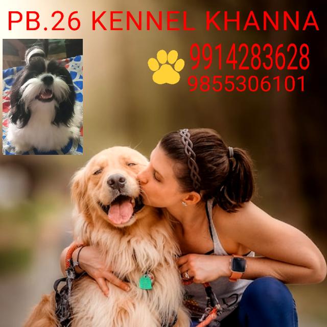 Ludhiyana dog 🐕sale group