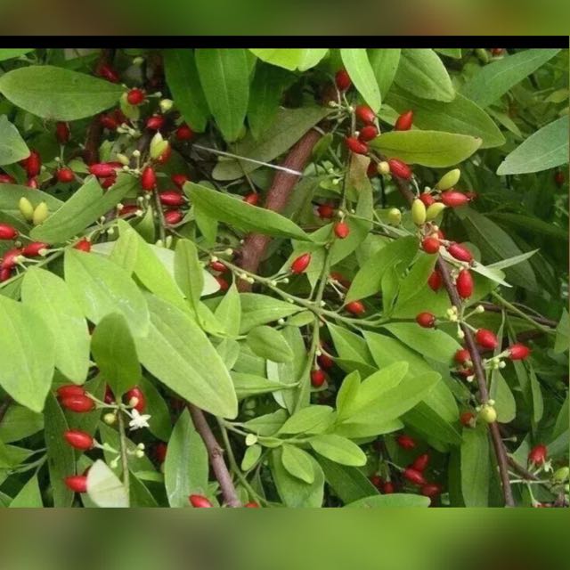 Coca seeds & leaves