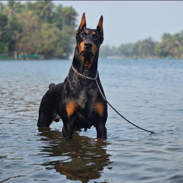 കാലിക്കറ്റ് pet സെയിൽസ് ഗ്രുപ്പ് ❤️‍🔥🔥🔥🐼🐸🪼
