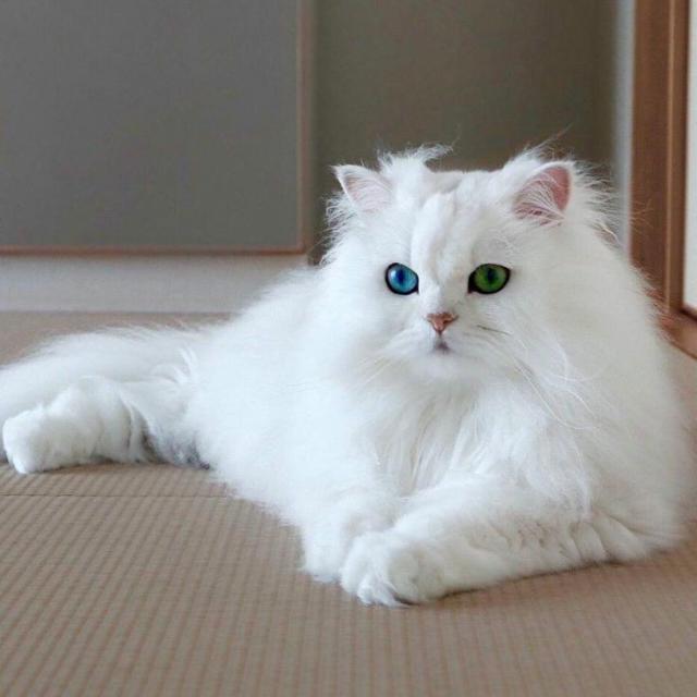 ❤️𝙋𝙚𝙩_𝙨𝙖𝙡𝙚❤️