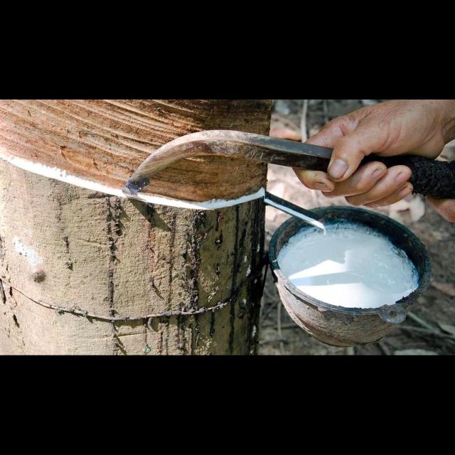 Rubber price 🌳