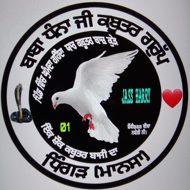 ਧਿੰਗੜ ਕਬੂਤਰ ਗਰੁੱਪ 🕊️(ਮਾਨਸਾ)