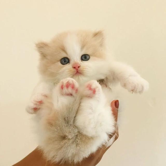 KERALA CAT SALE group         നിങ്ങൾക് വേണ്ട കാറ്റുകളെ ലേലം വഴിയും അല്ലാതെയും സ്വന്തമാകാവുന്നതാണ്🐈😻😻