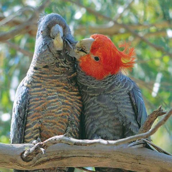 INDIA All PETS & BIRDS GROUP