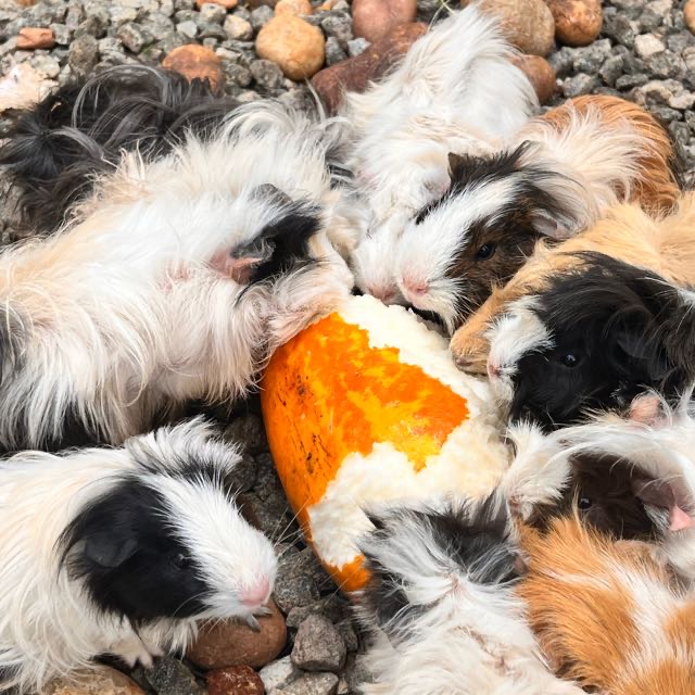 Guinea Pig , Kerala, Trivandram India