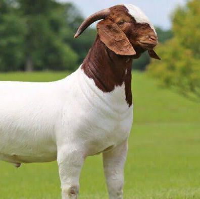 PRAJAPATI POULTRY & GOAT FARM