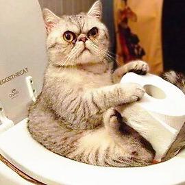 Funny Paws  😹🐶