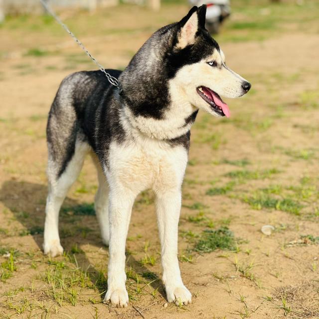 All Breeds Available Haryana 🐕🦮🐕‍🦺🐈‍⬛🐶🐩🐈