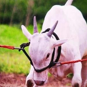 ♥️👑🏇नाद आमचा जिवाभावाचा नाद एकच बैलगाडा शर्यत 🏇👑♥️