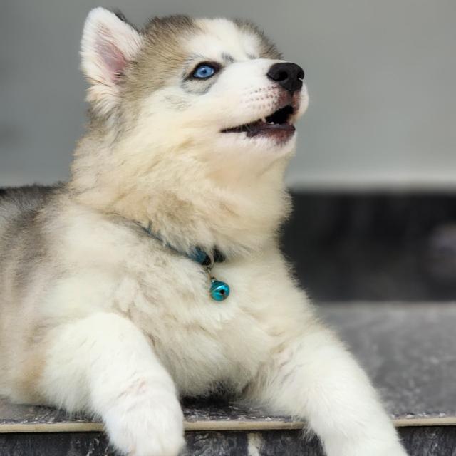 ᴩᴜʀᴇ ʙʀᴇᴇᴅꜱ 🐶