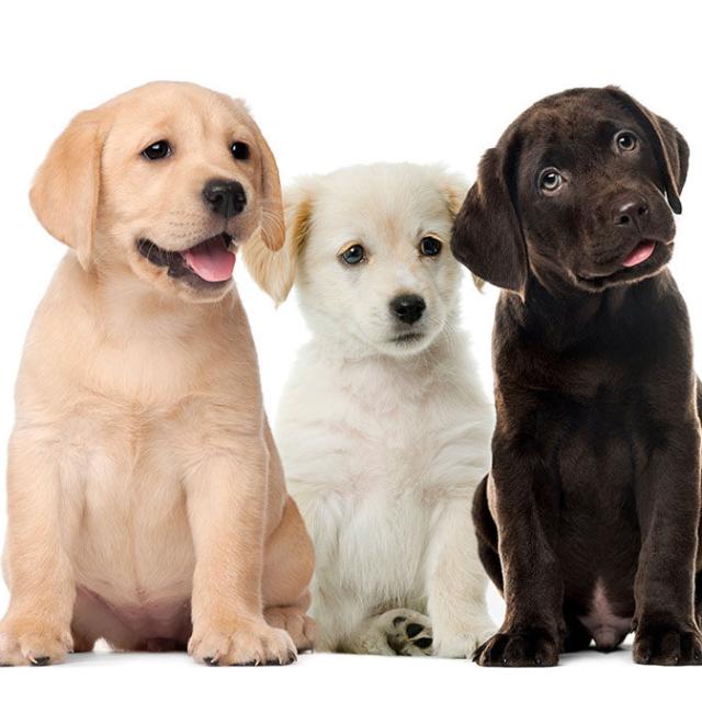 DOG SALE & PURCHASE 🐕🐶🐶🐕