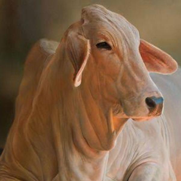 🐄 गोरक्षा संगठन 🚩