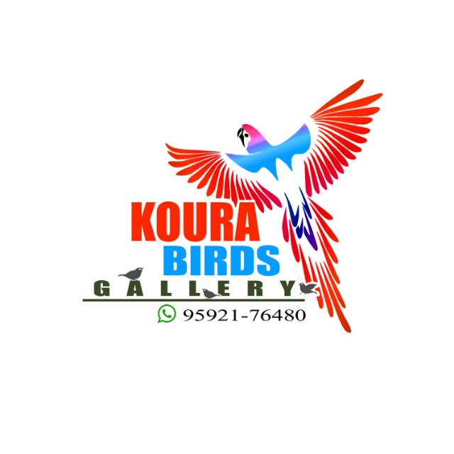 Koura Birds Gallery