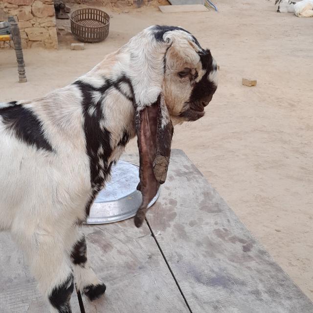 Mewati goat farm  🐐