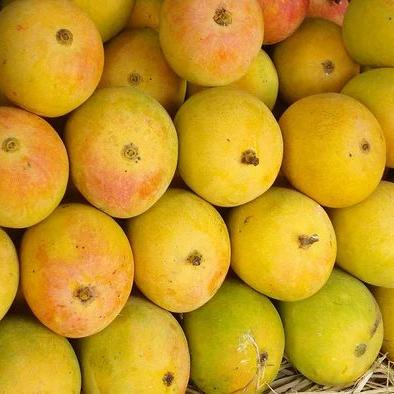 Devgad Hapus Alphonso Mango