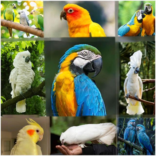 ALL KERALA PETS SALES GROUP 🕊️🤍!!!