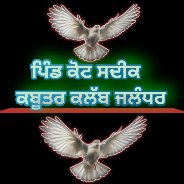 🕊️🦅ਪਿੰਡ ਕੋਟ ਸਦੀਕ ਕਬੂਤਰ ਬਾਜ਼ੀ ਕਲੱਬ🕊️🦅 ਜਲੰਧਰ 📍