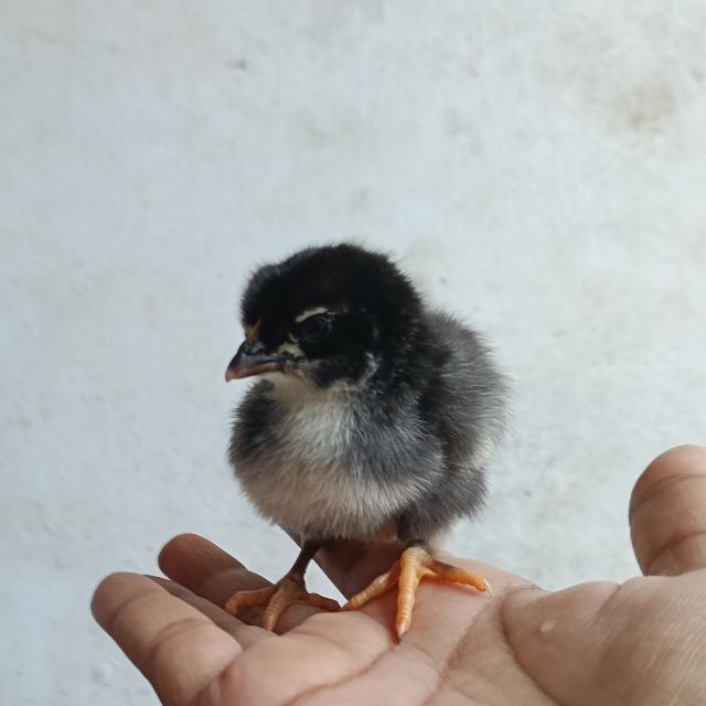 കോഴിക്കുഞ്ഞുങ്ങൾ