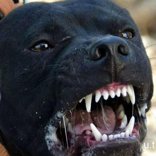 Game_changer_bulls