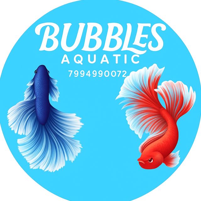 🐬BUBBLES AQUATIC🐬