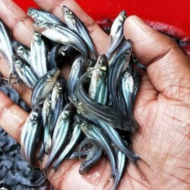 Baby fish .( All over India )