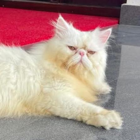 Cat sale&Adoption in  kerala