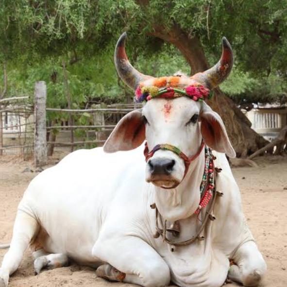 श्री राधे गौ सेवा संस्थान रीवा 🙏🙏